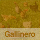 Gallinero