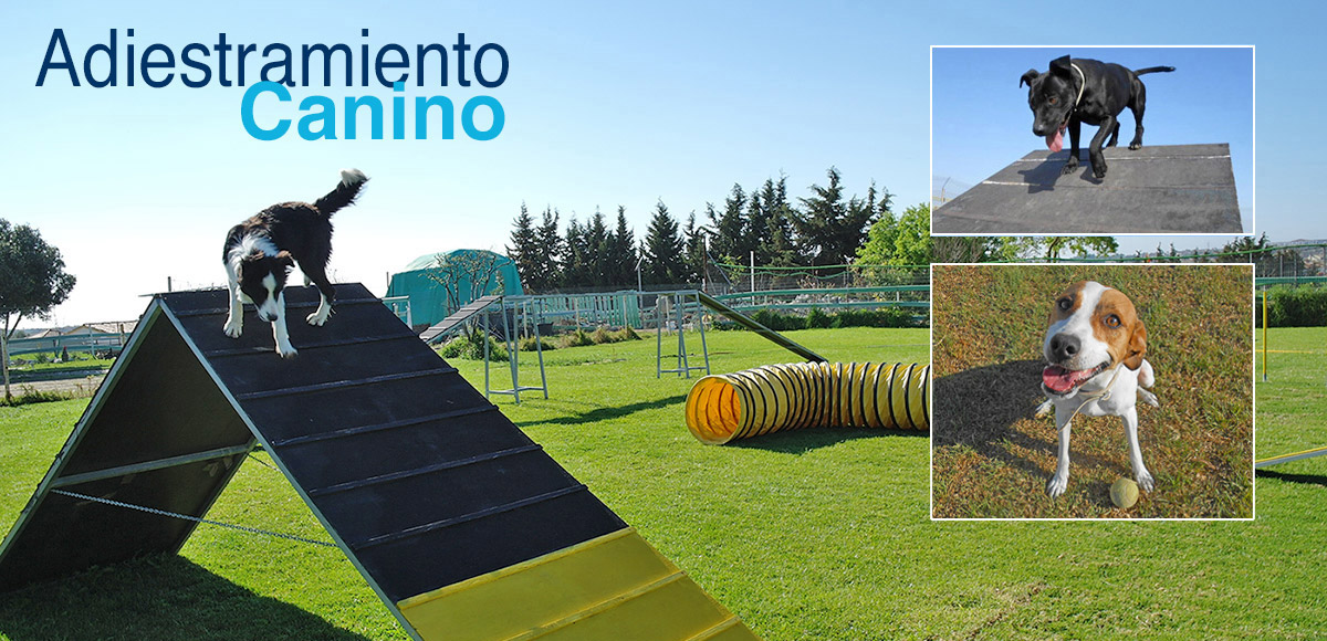 Adiestramiento Canino